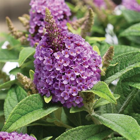 Dwarf Dapper® Butterfly Bush Collection | Plant Addicts