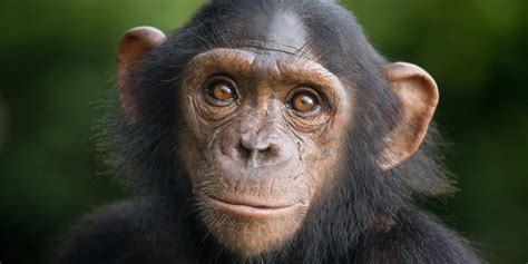 chimpanzee fam