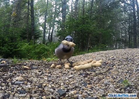 GoPro Sound 的图像结果