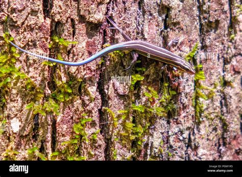 A five-lined skink, also called blue-tailed skink in the juvenile stage ...