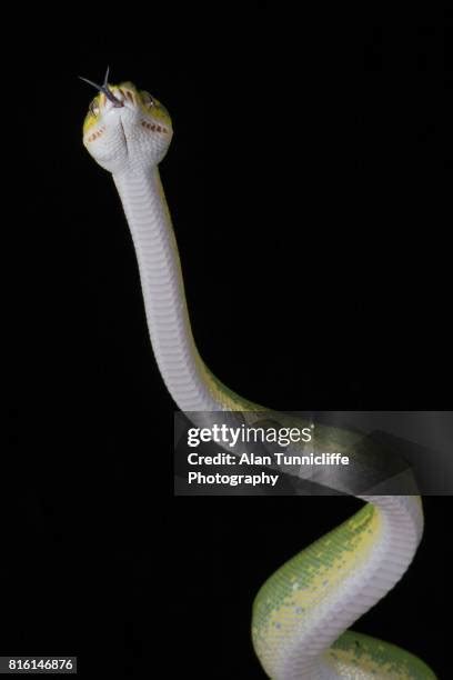 Image result for Australian Python Snake