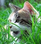 Image result for Fat Cat in Garden