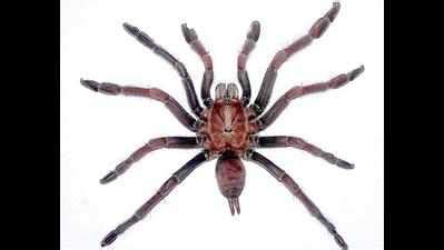 Tarantulas help reveal toxic trace elements at Mollem project site ...