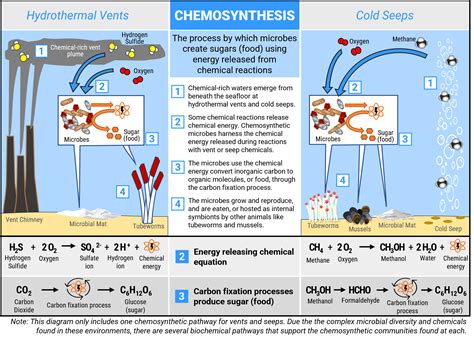 Chemosynthesis Bacteria