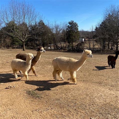 Breezy Hill Farm Alpacas (Woodbine) - Alles wat u moet weten VOORDAT je ...