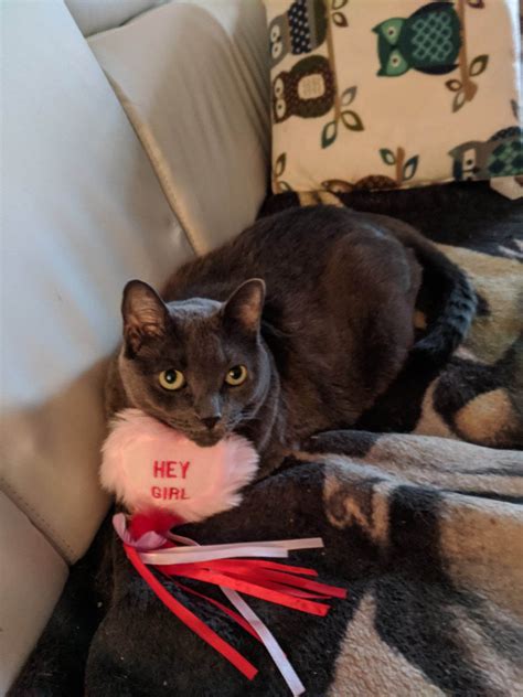 aurora-nova1 - User on NightCafe - NightCafe