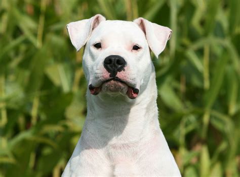 Dogo Argentino Temperament