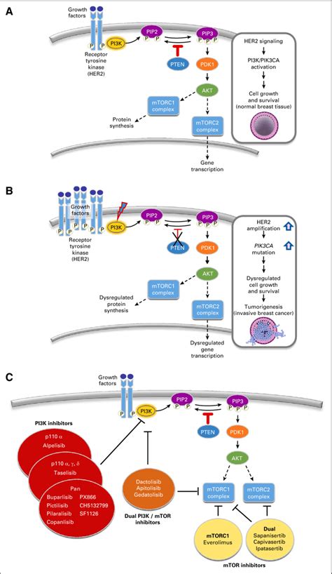 Image result for PI3K Pathway