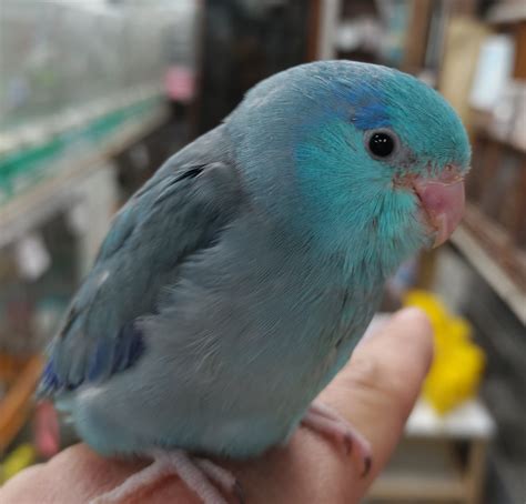 Image result for JavaScript Capable Browser