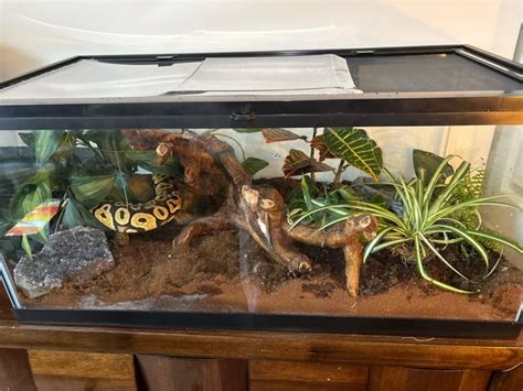 Image result for Ball Python Tubs