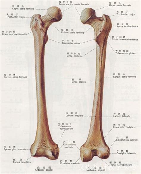 股骨头在人体的哪个位置及作用_酷知经验网