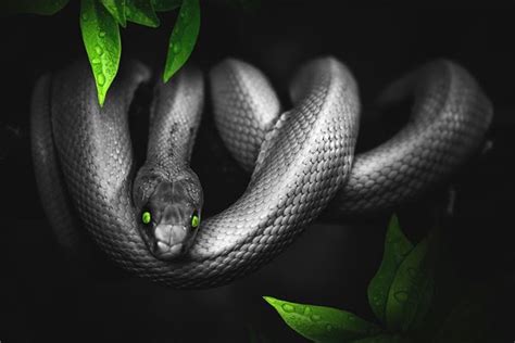 女人梦见黑蛇是什么意思_周公解梦网