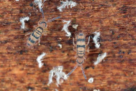 Image result for Springtail Bugs