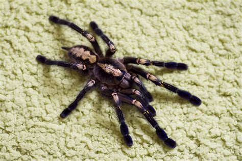 Download Gooty Sapphire Ornamental Spider Animal Tarantula Wallpaper