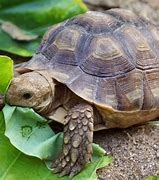 Image result for Pet Tortoise