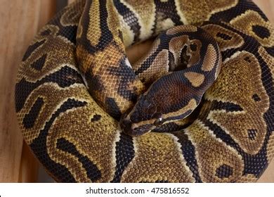 Image result for Wild Python Tail