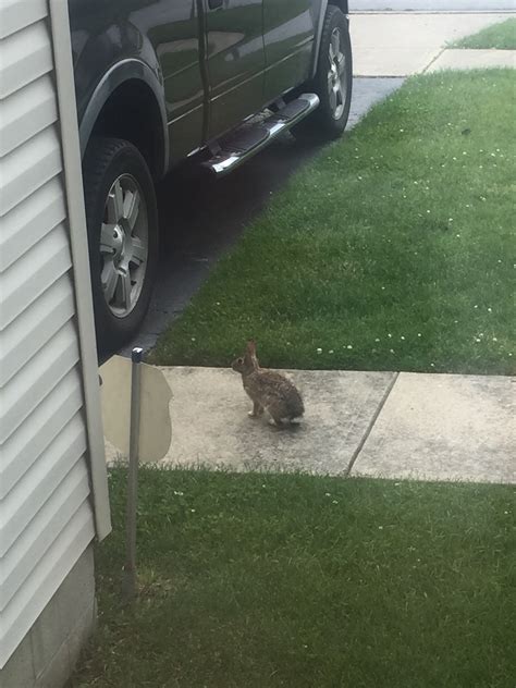 Image result for Python Removal Rabbits