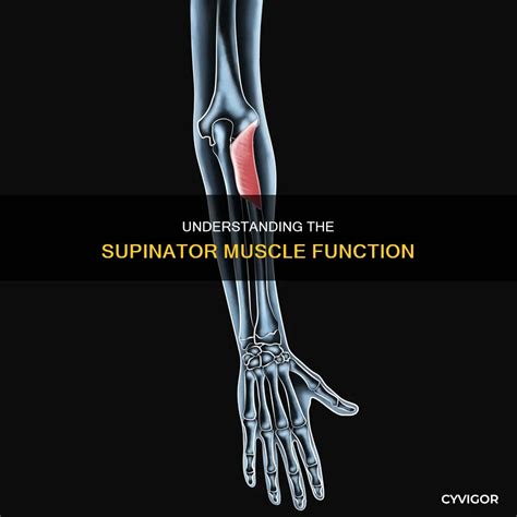 Image result for Supinator Muscle Function