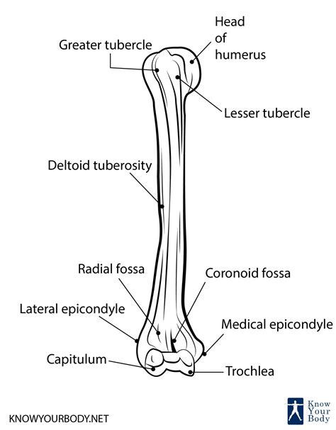 Humerus Labeled