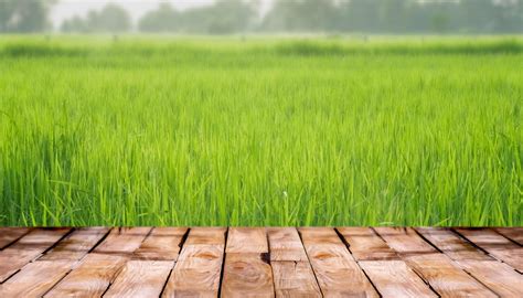 Beautiful wooden floor and green rice field nature background ...