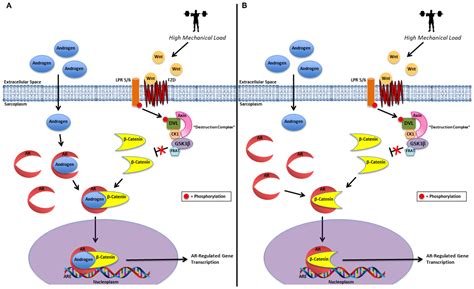High-Load Resistance Exercise Augments Androgen Receptor–DNA Binding ...