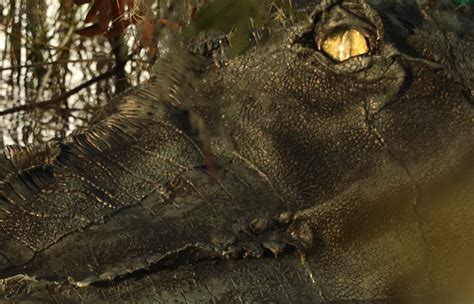 Lake Jesup: Bonecrusher's Revenge (2025)