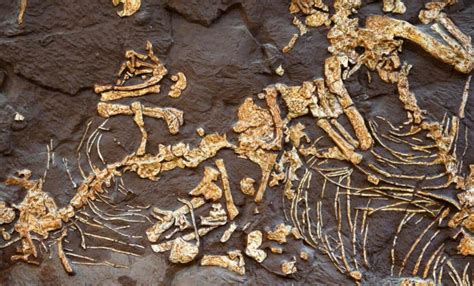 A Cat-Sized Dinosaur From the Jurassic Period Has Been Found: Meet the ...