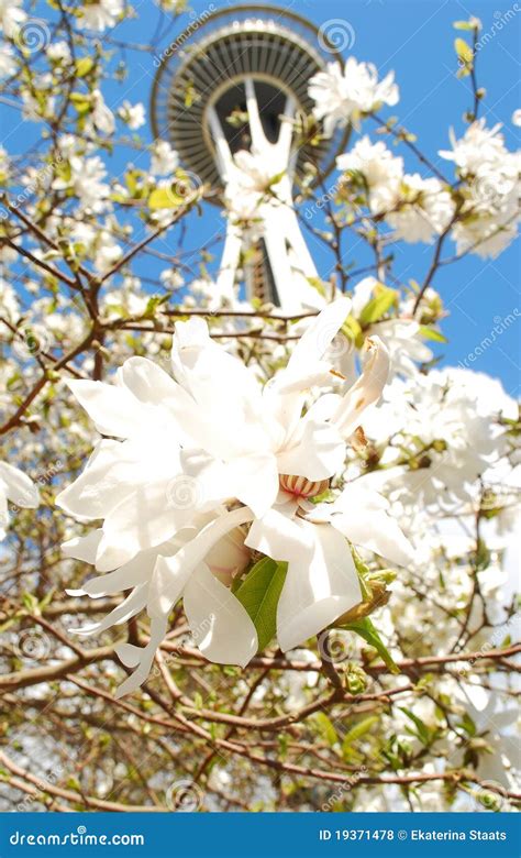 Image result for Fake Spring Seattle