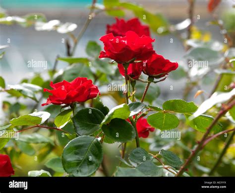 Red Roses Growing on Rose Bush Stock Photo - Alamy