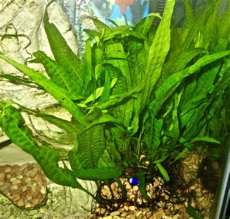 Image result for Java Fern Disease