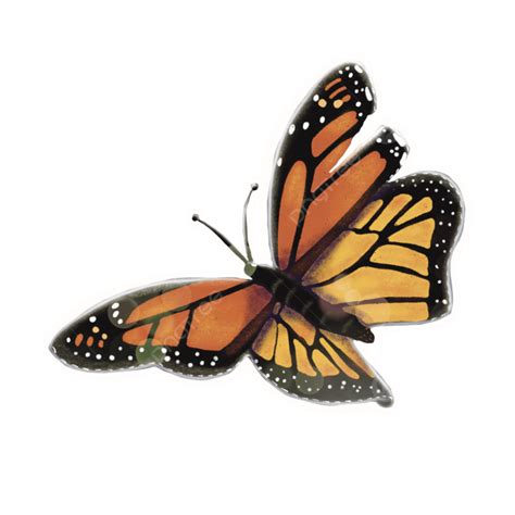 Monarch Butterfly, Butterfly, Insect, Beautiful PNG Transparent Clipart ...
