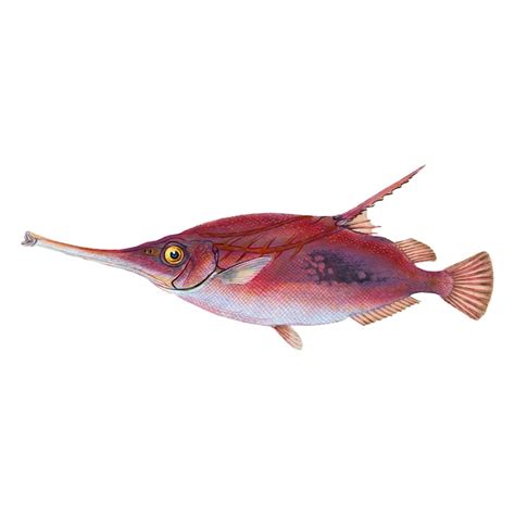 Page 17 | Images de Queue poisson – Téléchargement gratuit sur Freepik