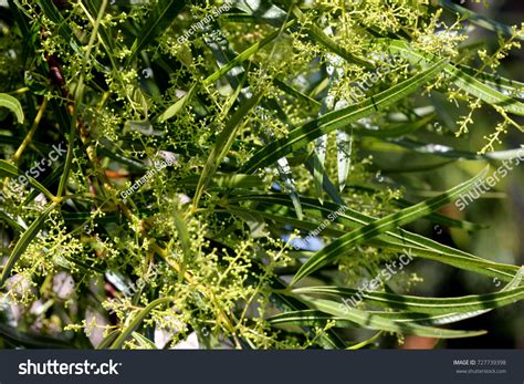 34 Rhus Lance Images, Stock Photos & Vectors | Shutterstock