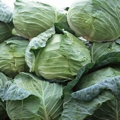 nesto Cabbage Vegetable Seeds Seed Price in India - Buy nesto Cabbage ...