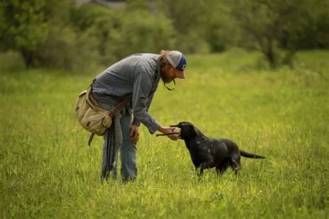 Image result for Training Retrieving Dogs