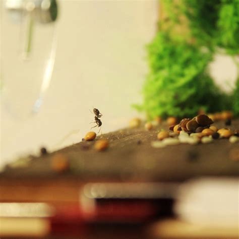 Купить Вертикальная муравьиная ферма «Flora Plus» по цене 2900 грн с ...