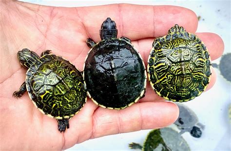 Image result for Turtle Shell Backpack for Custom Use