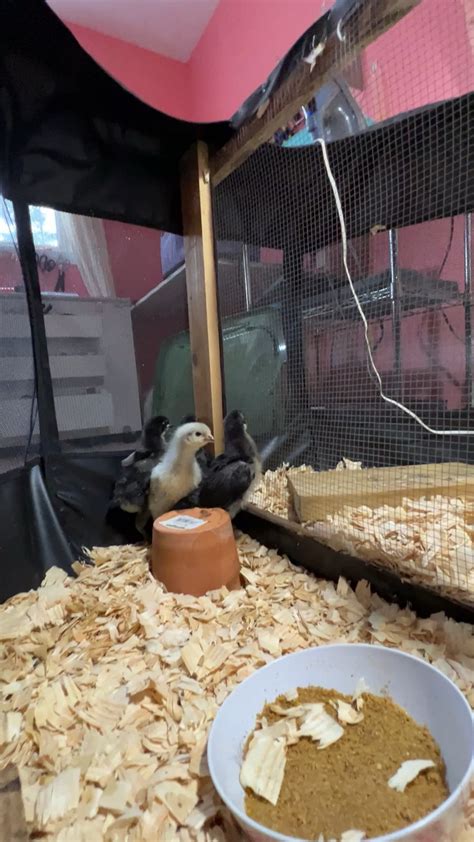 2 day old chicks versus 2 week old chicks. : r/BackYardChickens