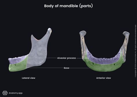 Mandible | Encyclopedia | Anatomy.app | Learn anatomy | 3D models ...