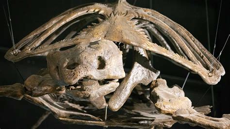 New evidence suggests dinosaurs were less clever than monkeys