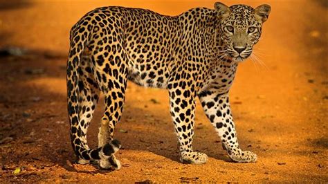 Image result for Leopard Lesser Ball Python