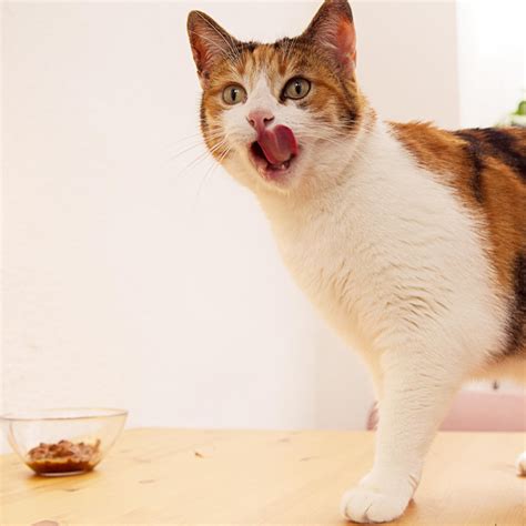 Milk Is Not Good for Cats - FOUR PAWS International - Animal Welfare ...