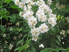 fiori profumati da giardino piante e fiori filadelfo philadelphus o fiore degli angeli fiori profumati da giardino piante e fiori filadelfo philadelphus o fiore degli angeli