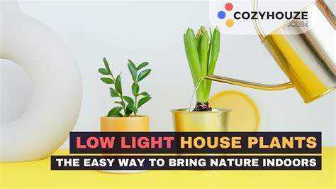 Low Light House Plants - Bringing Nature Indoors with Ease