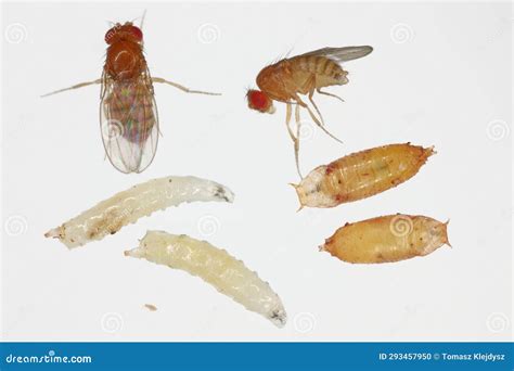 Vinegar or Fruit Fly Drosophila. All Life Stages: Egg, Larvae, Pupa and ...