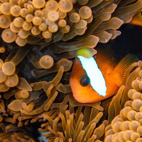 RAJA AMPAT ISLANDS - All You Need to Know BEFORE You Go (with Photos ...