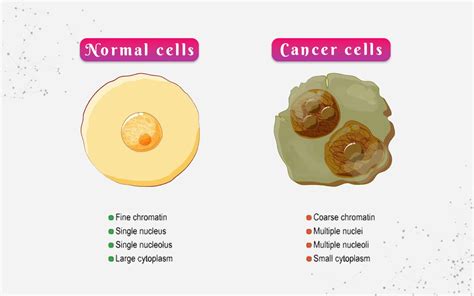 Image result for Normal vs Cancer Cells