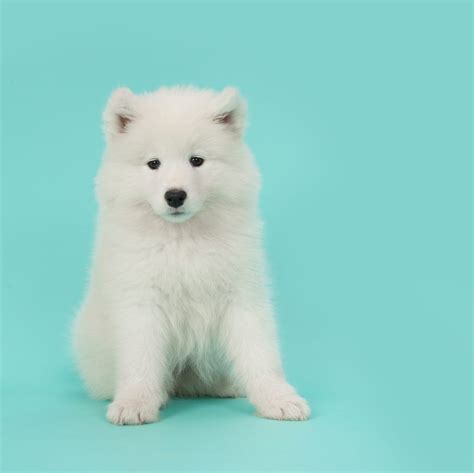 Fluffy White Dog