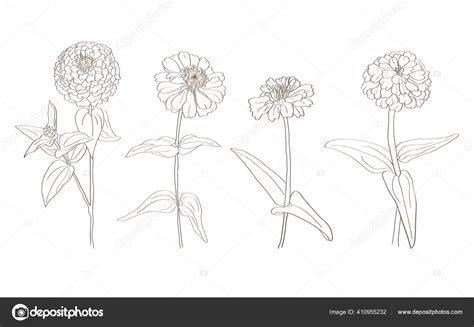 Zinnia Plant Drawing