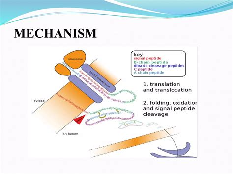 Most Common Post Translation Modification of Protein 的图像结果